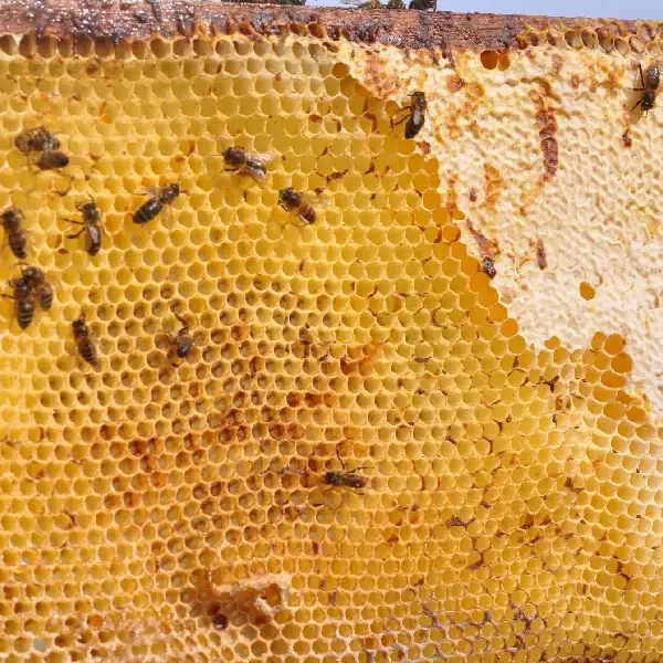 درمان بیماری نوزما زنبورعسل