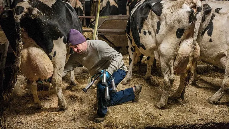 دلایل کاهش شیر گاو ها چیست؟