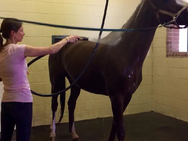 راهکارهای مقابله با استرس گرمایی در اسب