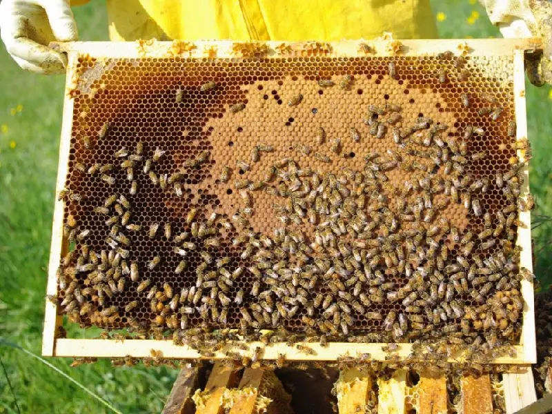 چرخه بیماری نوزما زنبور عسل چگونه است؟