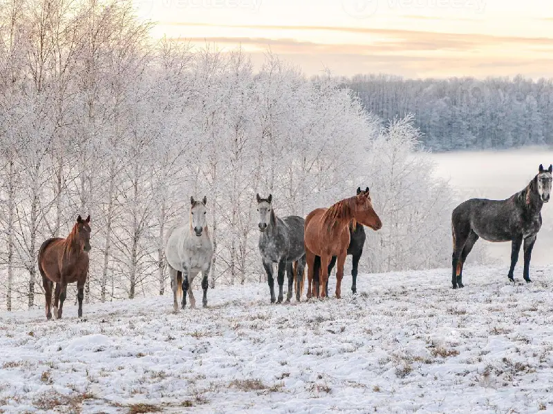 نکات مهم و کلیدی درباره نگهداری از اسب در زمستان