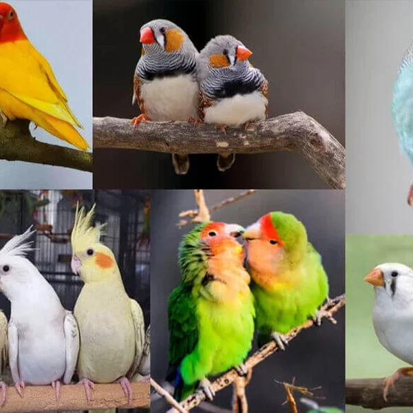 پرسود ترین پرندگان برای پرورش