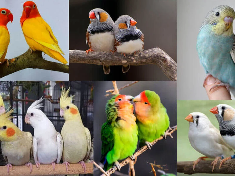 پرسود ترین پرندگان برای پرورش