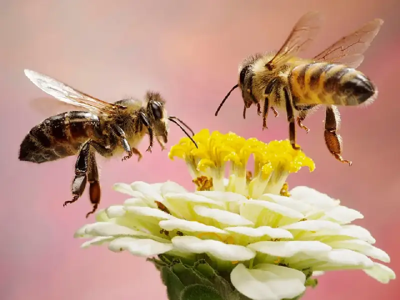 آیا مراحل نمو همه زنبورهای عسل مشابه است؟