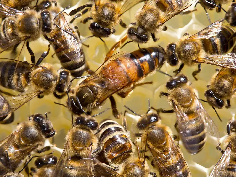 تفاوت زنبور کارگر و ملکه