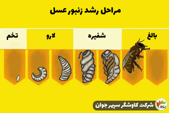مراحل رشد زنبور عسل