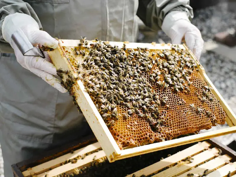 مراحل رشد و نمو زنبورهای عسل
