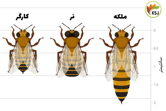 تفاوت زنبور کارگر و ملکه