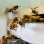 مراحل رشد زنبور عسل