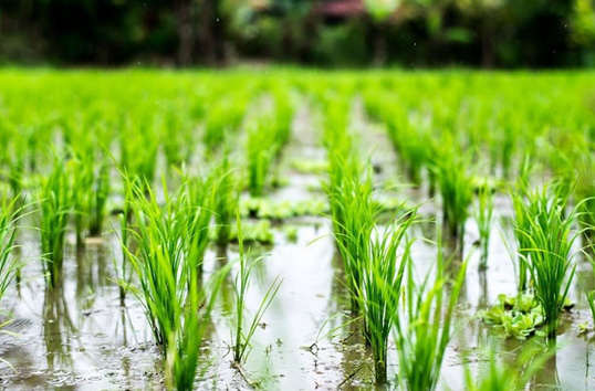 مزرعه برنج