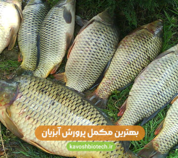 بهترین مکمل برای پرورش آبزیان