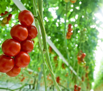 بهترین کود برای گوجه