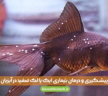 راه های پیشگیری از بیماری ایک یا لک سفید در آبزیان
