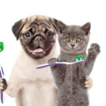 راه های کاهش و درمان بوی بد دهان سگ و گربه