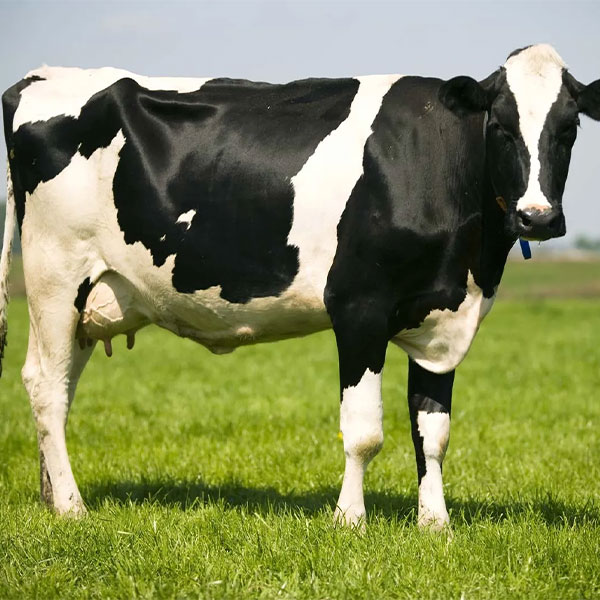 راهکارهای کاهش استرس محیطی گاوهای شیرده