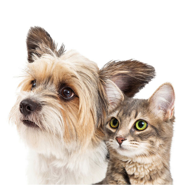 ریزش مو در سگ و گربه :علت ها، علائم و راهکارها