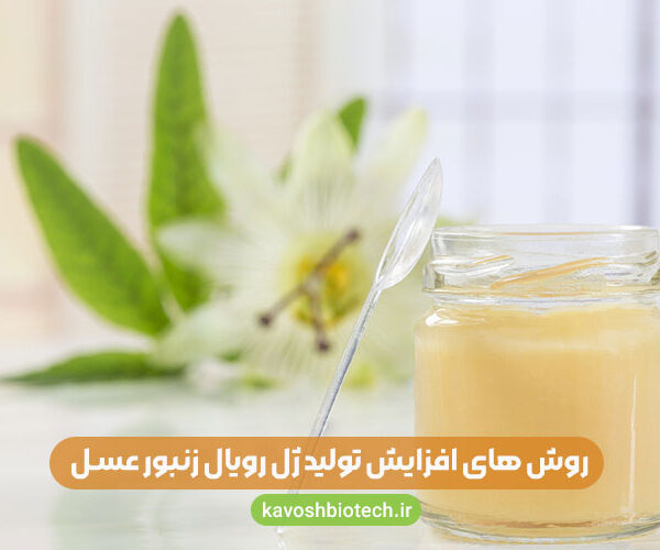 راهکار ها و روش های افزایش تولید ژل رویال زنبور عسل