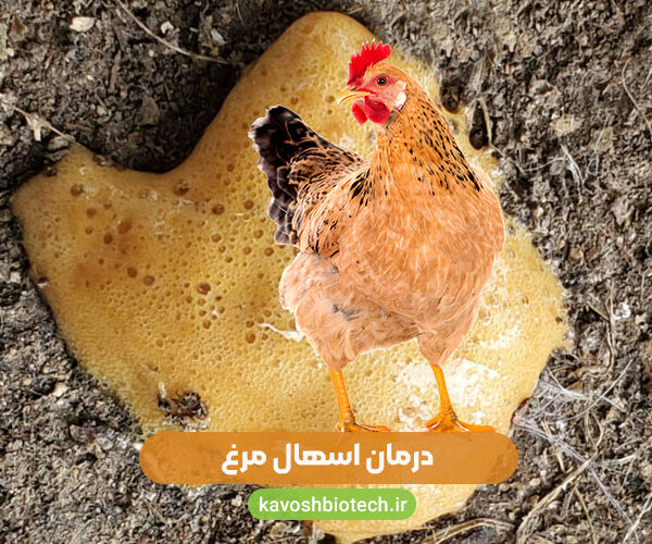 درمان اسهال مرغ