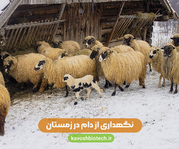 نگهداری دام در زمستان
