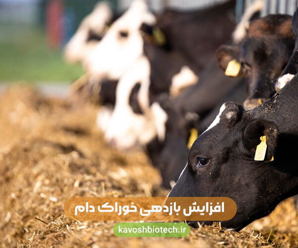 افزایش بازدهی خوراک دام