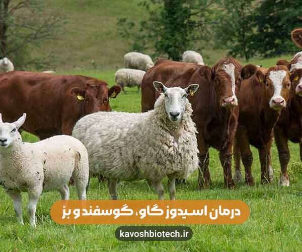 اسیدوز دام