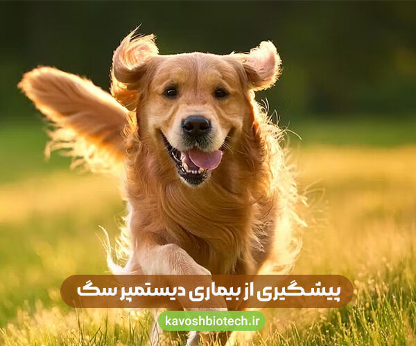 بیماری دیستمپر سگ