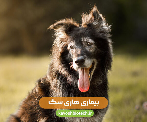 بیماری هاری سگ‌