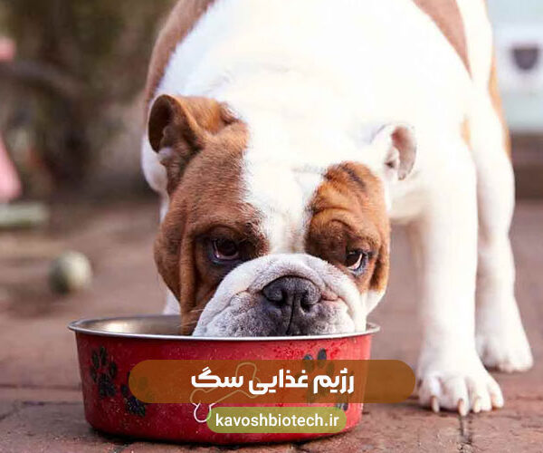 رژیم غذایی سگ