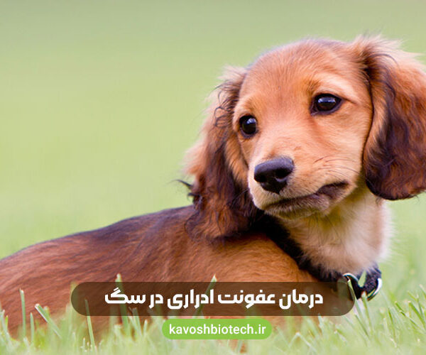 درمان عفونت اداری در سگ