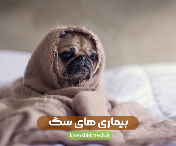 بیماری های سگ