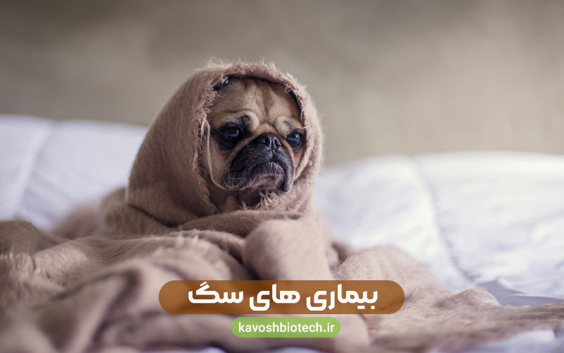 بیماری های سگ