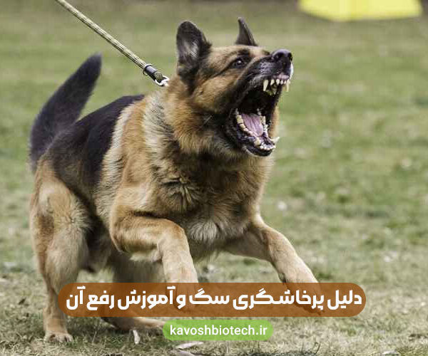 دلیل پرخاشگری سگ و آموزش رفع آن