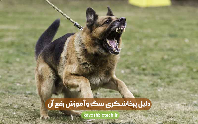 دلیل پرخاشگری سگ و آموزش رفع آن