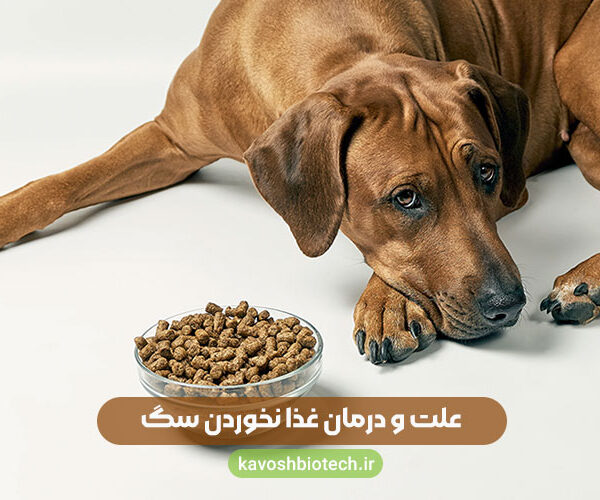 علت غذا نخوردن سگ و بی حالی