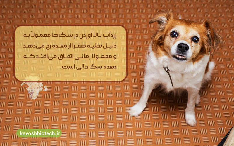 اسهال و استفراغ در سگ ها