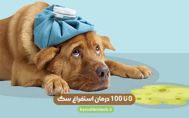 اسهال و استفراغ در سگ ها