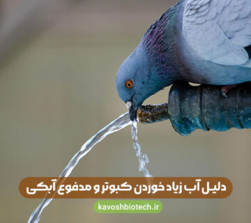دلیل آب زیاد خوردن کبوتر