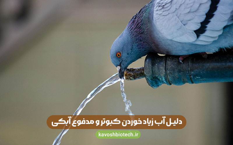 دلیل آب زیاد خوردن کبوتر