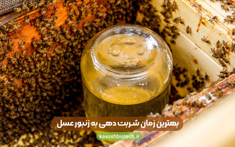 بهترین زمان شربت دهی به زنبور عسل