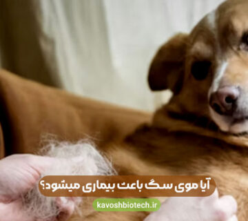 Dog hair 360x320