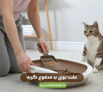 علت بوی بد مدفوع گربه