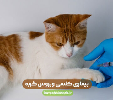 بیماری کلسی ویروس گربه