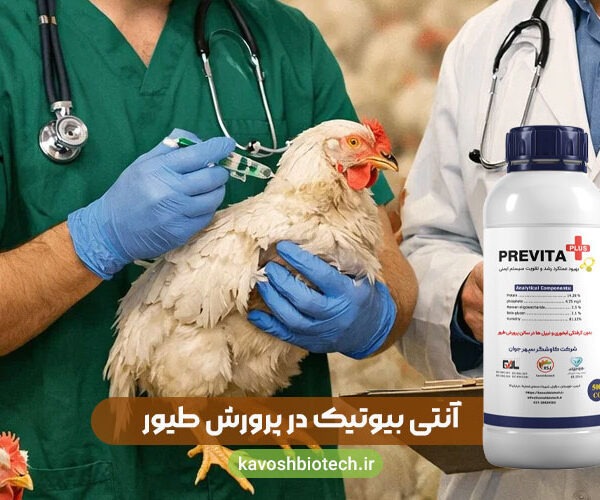 آنتی بیوتیک در پرورش طیور