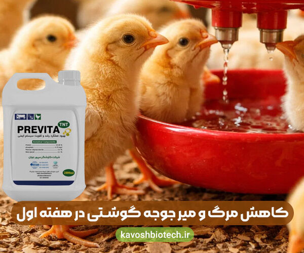 broiler-chicks-first-week کاهش مرگ و میر جوجه گوشتی در هفته اول با Previta TNT