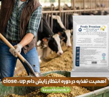 اهمیت تغذیه در دوره انتظار زایش دام close up