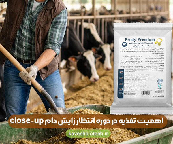 close-up-period اهمیت تغذیه در دوره انتظار زایش دام close-up