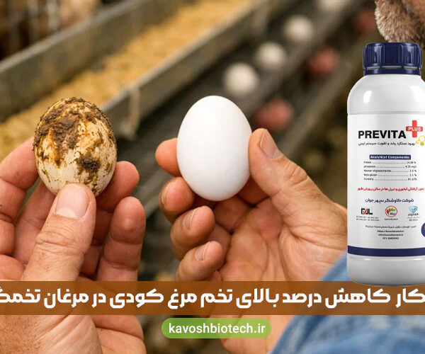 effect-dirty-eggs-laying-hens راهکار و نحوه کاهش درصد بالای تخم مرغ کودی در مرغان تخمگذار