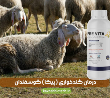 درمان پیکا در گوسفند (گنده خواری) با پری ویتا