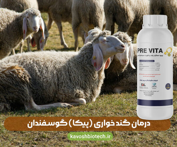 درمان پیکا در گوسفند (گنده خواری) با پری ویتا
