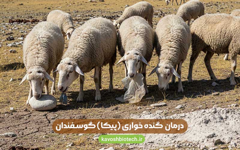 درمان پیکا در گوسفند (گنده خواری) با پری ویتا